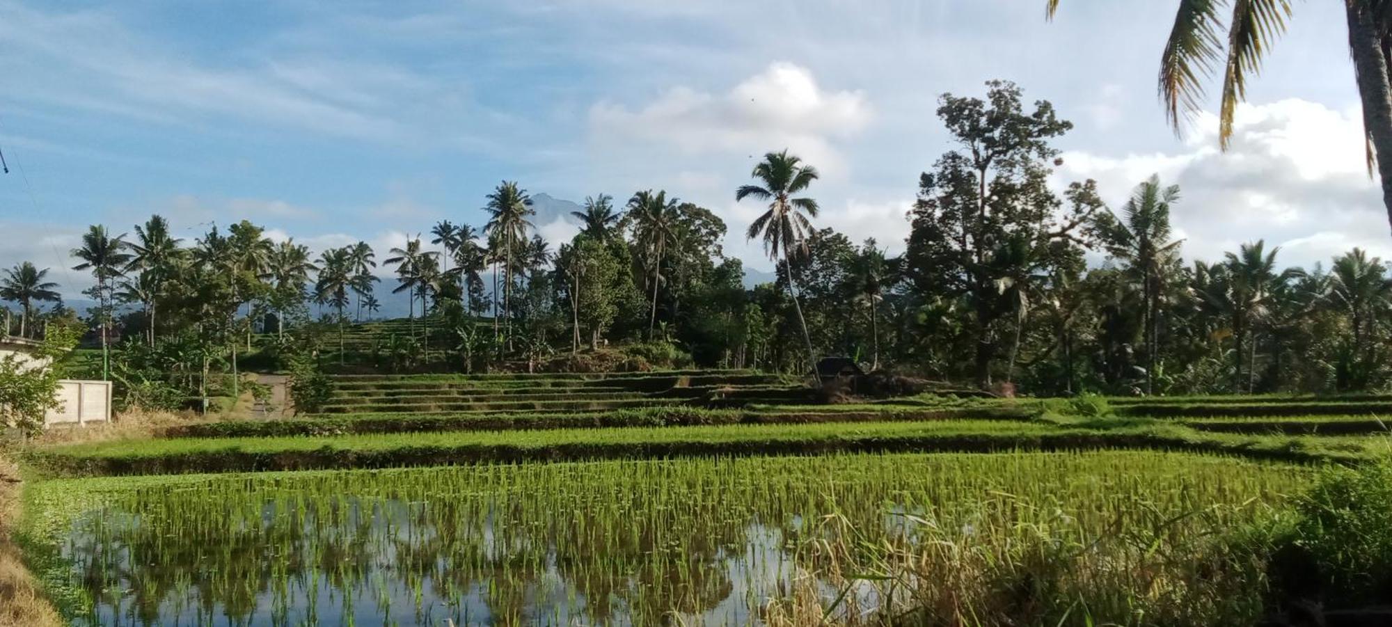 Ijen Farmer Homestay Banyuwangi  Exterior foto