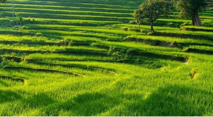 Ijen Farmer Homestay Banyuwangi  Zimmer foto