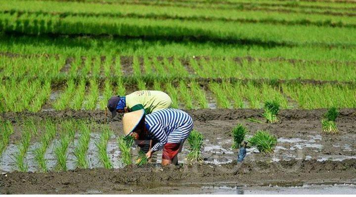 Ijen Farmer Homestay Banyuwangi  Zimmer foto